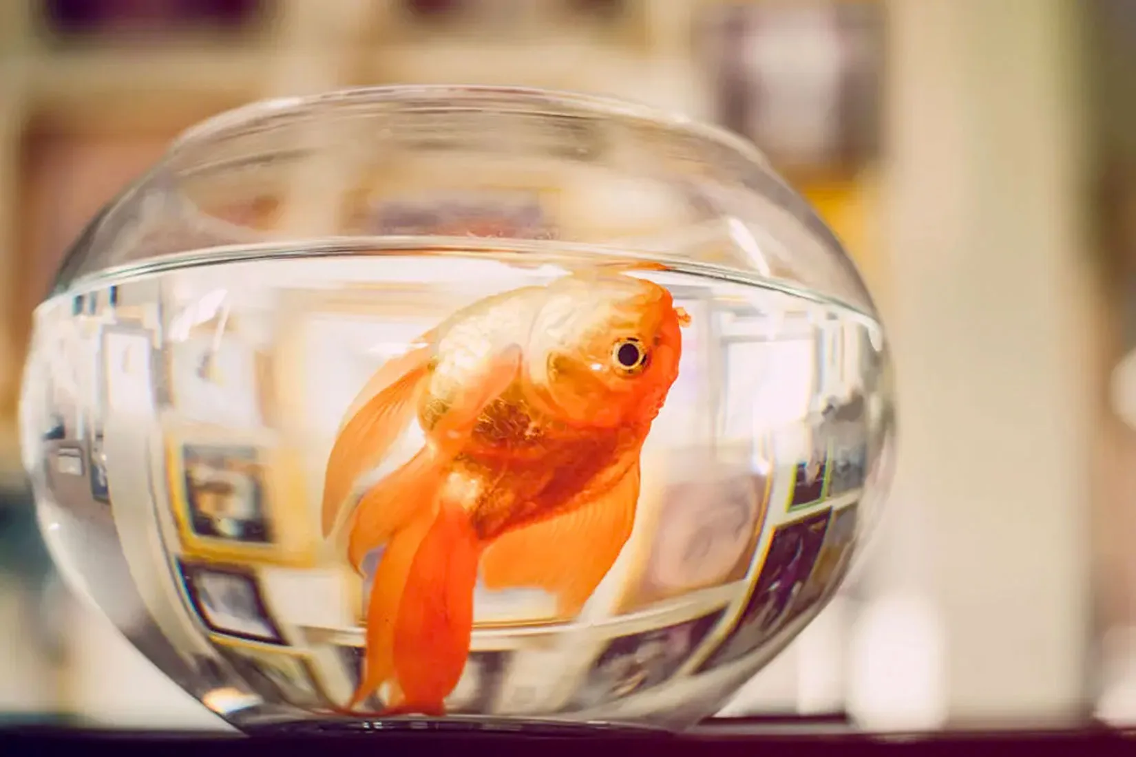 Não coloque seu peixe em aquário pequeno - LarSubmerso