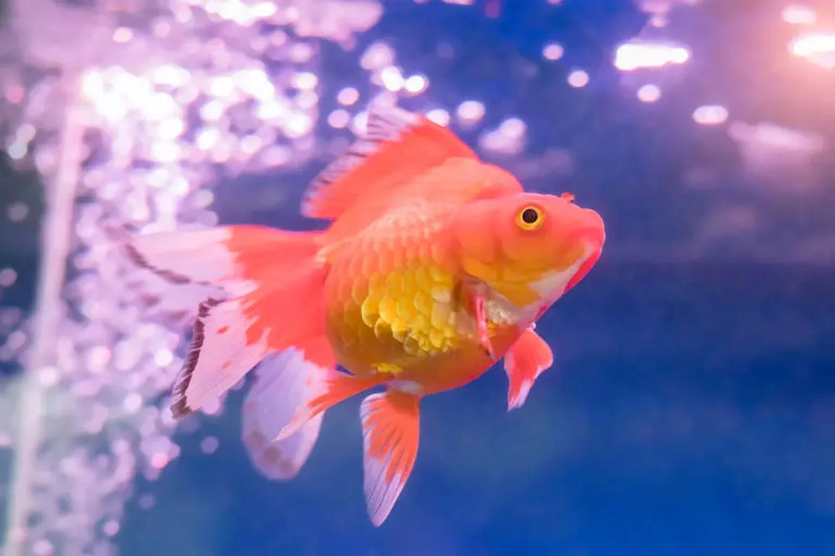 Não coloque seu peixe em aquário pequeno - LarSubmerso