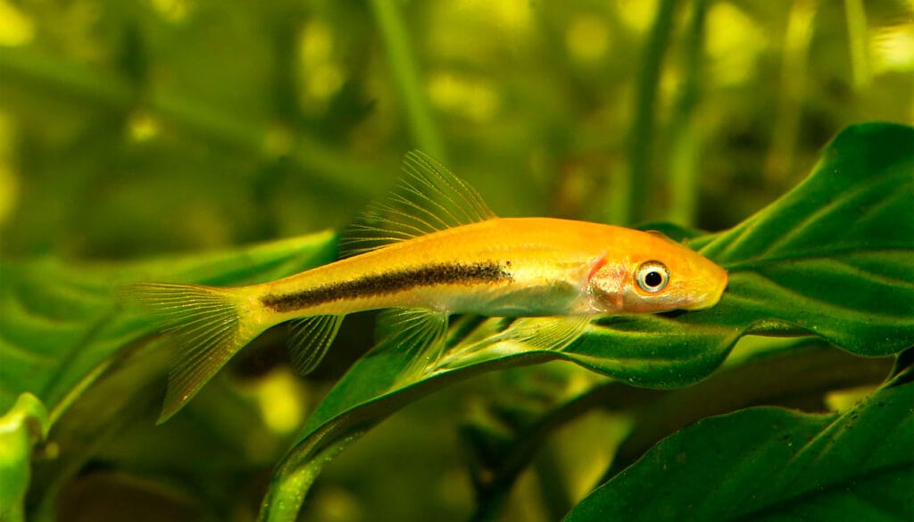 Compatibilidade do Peixe Comedor de Algas Chinês em Aquários Comunitários
