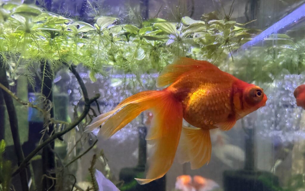 Kinguio Telescópio (Telescope Goldfish)